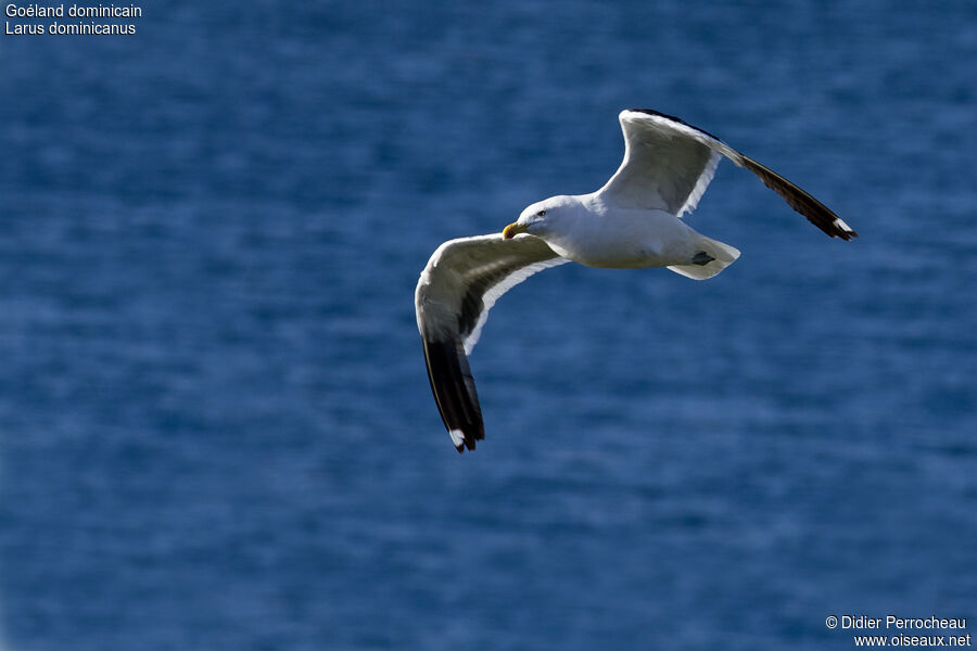 Kelp Gull