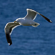 Kelp Gull