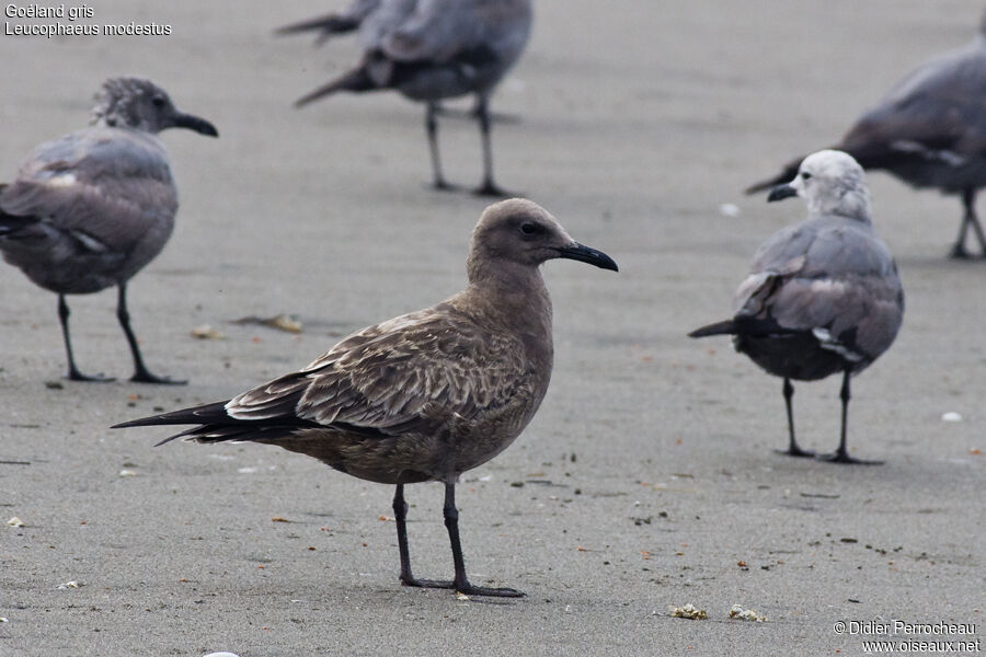 Grey Gull