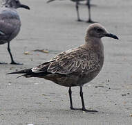 Grey Gull