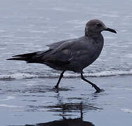 Grey Gull