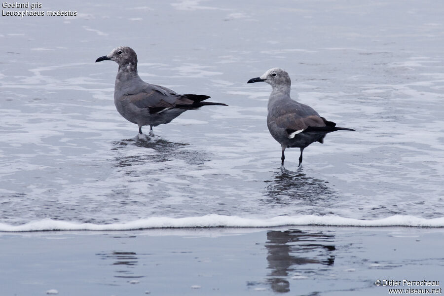 Grey Gull