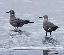 Grey Gull