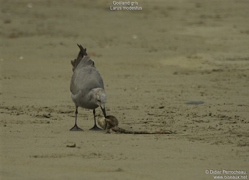 Grey Gull