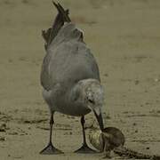 Grey Gull