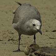 Grey Gull