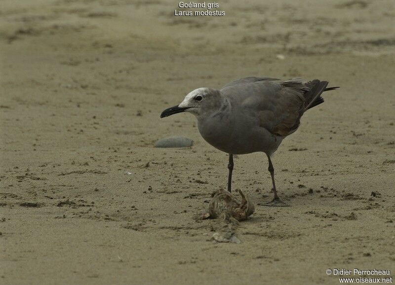 Grey Gulladult post breeding