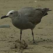 Grey Gull