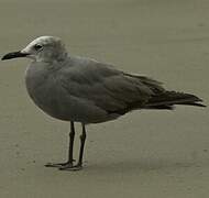 Grey Gull