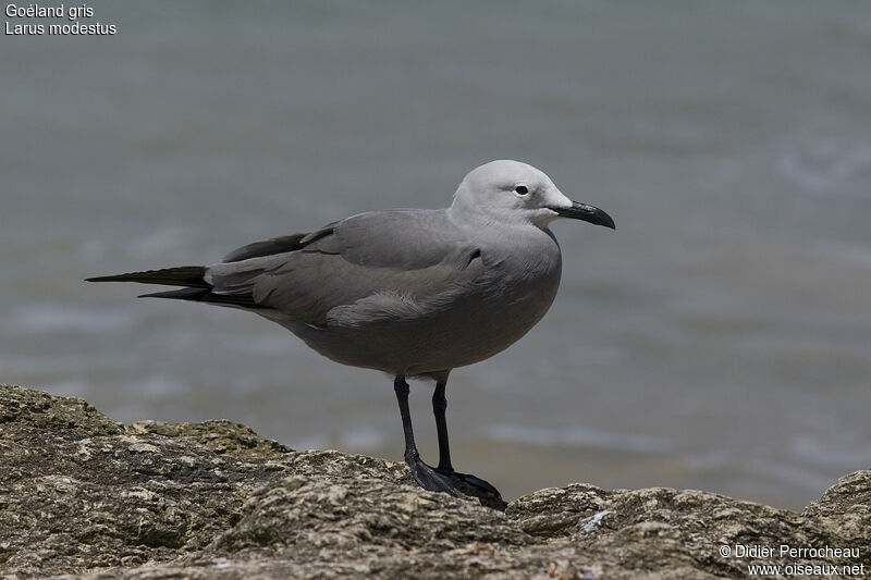 Grey Gulladult breeding, identification