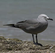 Grey Gull