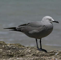 Goéland gris