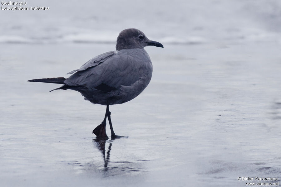 Grey Gull