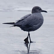 Grey Gull