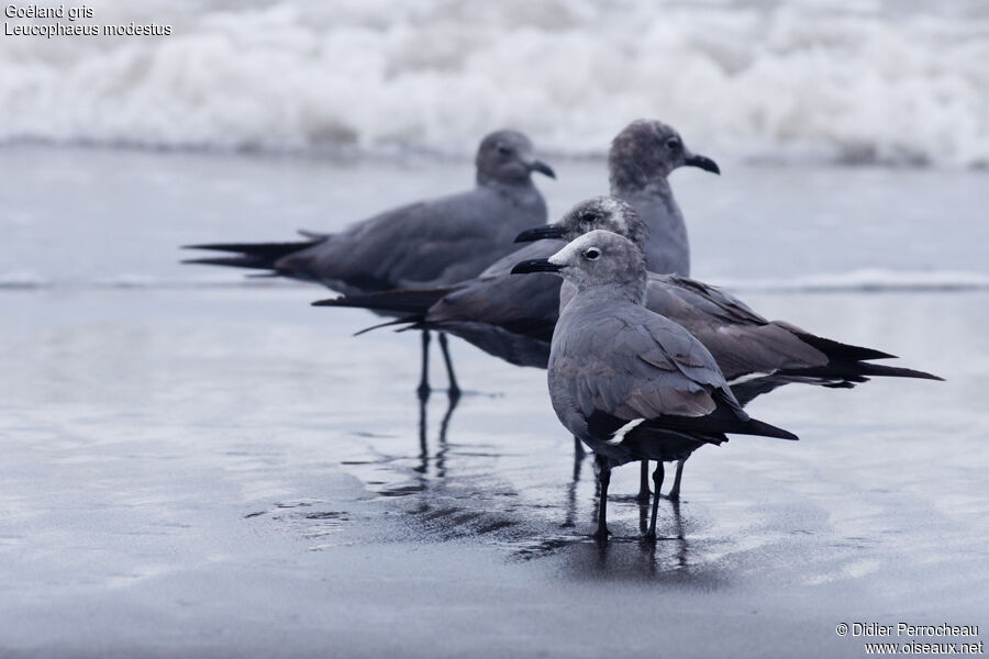 Grey Gull