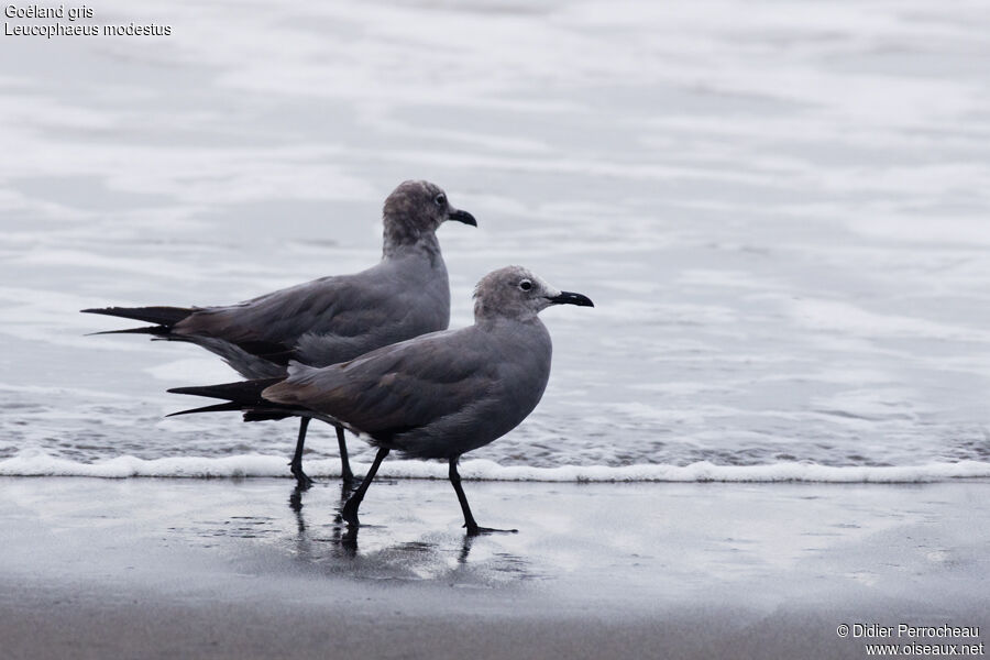 Grey Gull