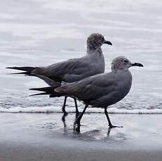 Goéland gris