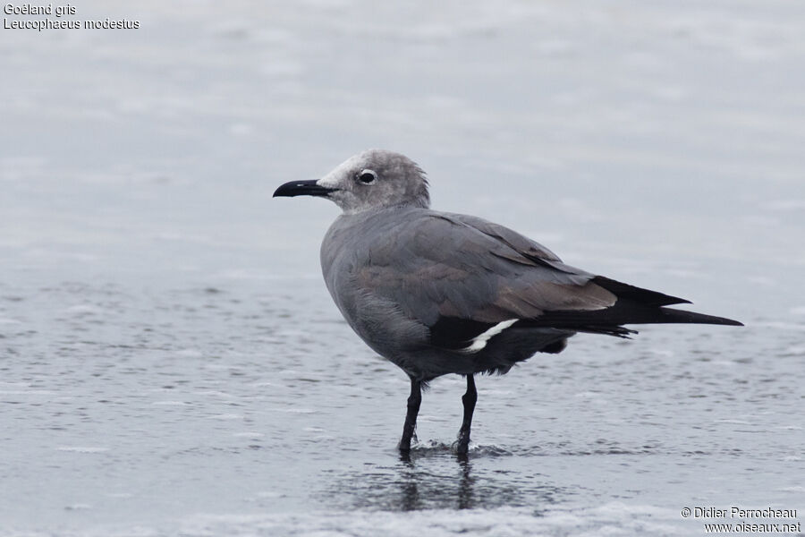 Grey Gull