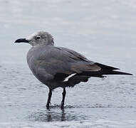 Grey Gull