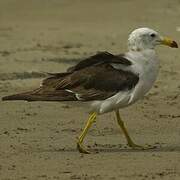 Belcher's Gull