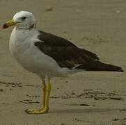 Belcher's Gull