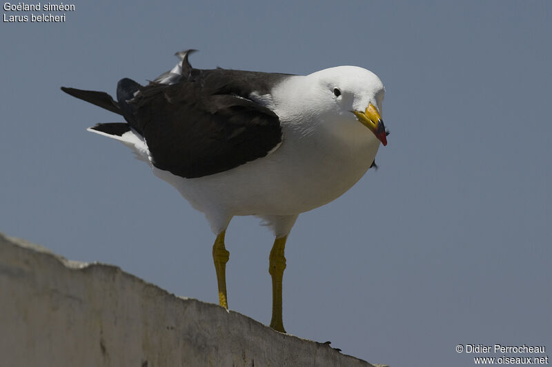 Belcher's Gulladult breeding