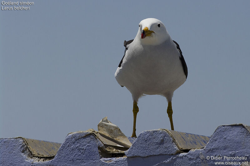 Belcher's Gulladult breeding