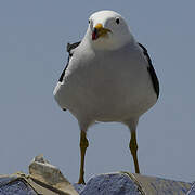 Belcher's Gull