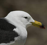 Belcher's Gull