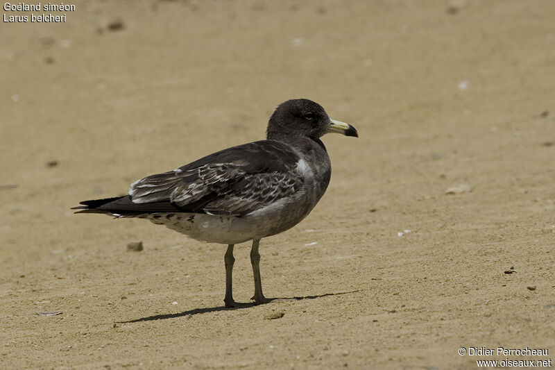 Goéland siméonjuvénile, identification