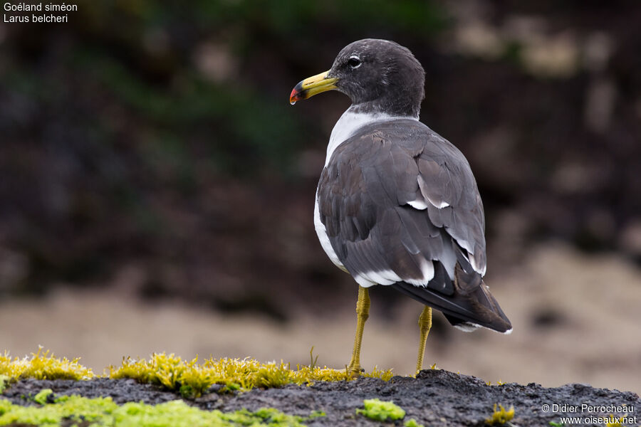 Belcher's Gull