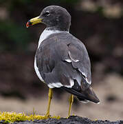 Belcher's Gull