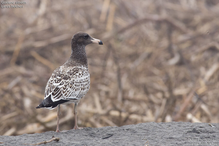 Belcher's Gull