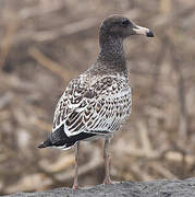 Belcher's Gull