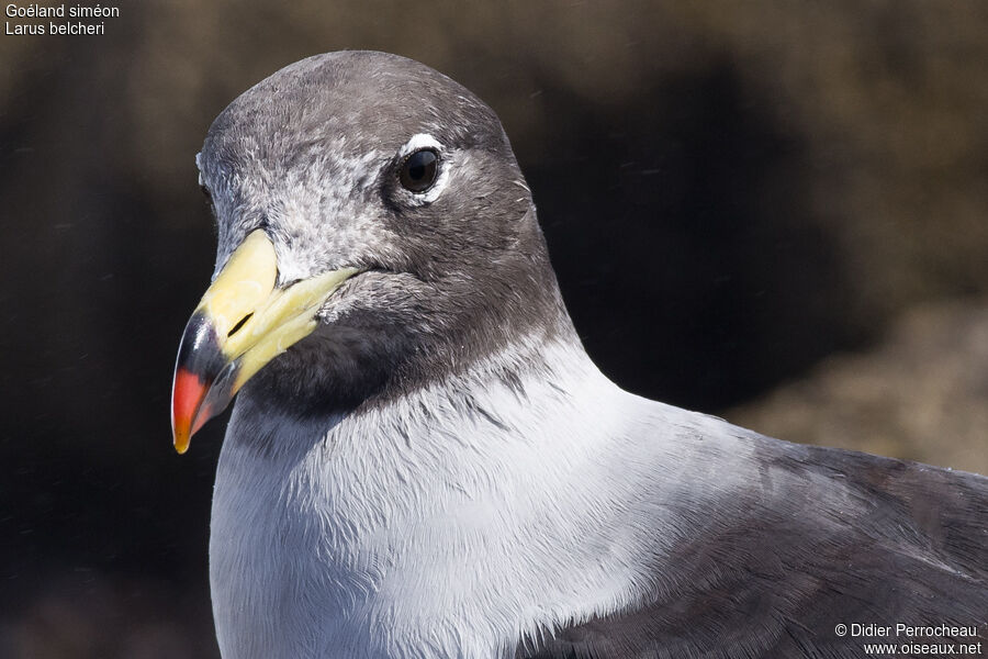 Belcher's Gull