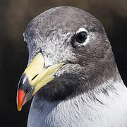 Belcher's Gull