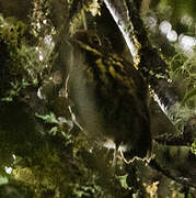 Ochre-fronted Antpitta