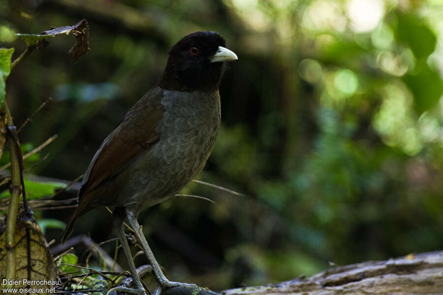 Pale-billed Antpitta