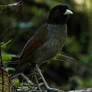 Pale-billed Antpitta