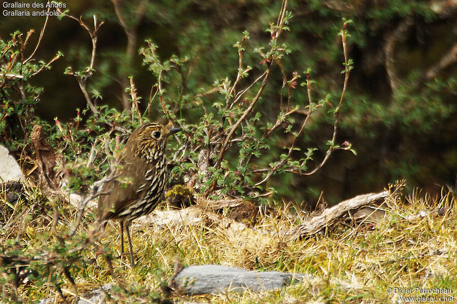 Stripe-headed Antpitta