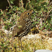 Stripe-headed Antpitta