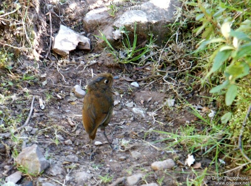 Rufous Antpitta