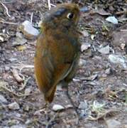 Muisca Antpitta