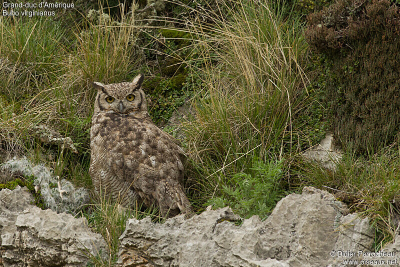 Great Horned Owl