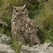 Great Horned Owl