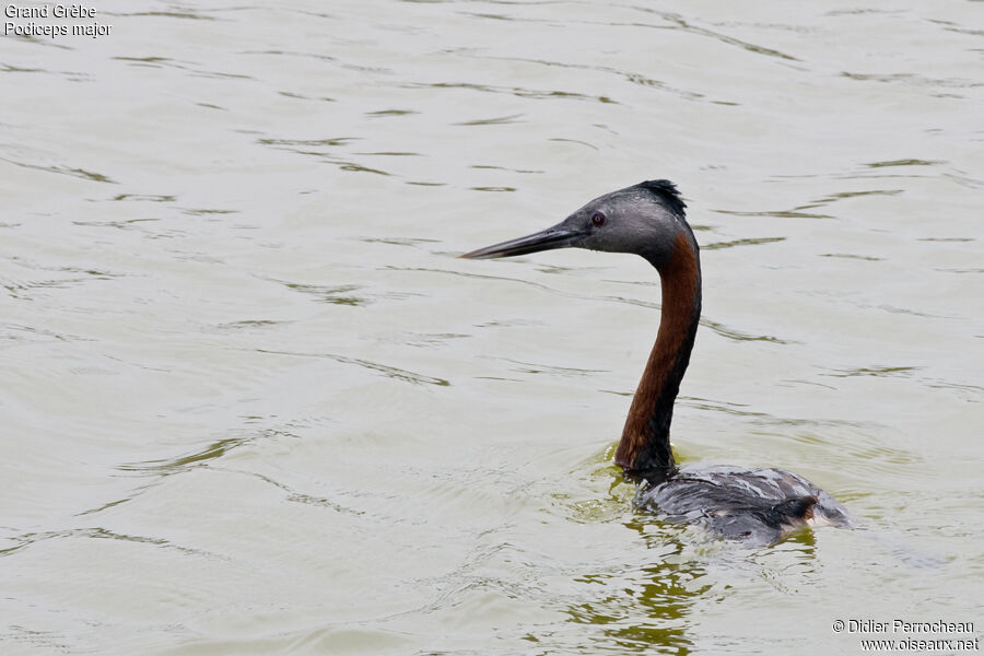 Great Grebe