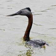 Great Grebe