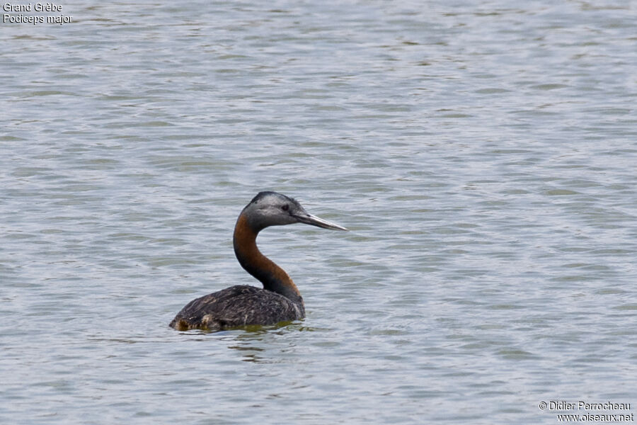 Great Grebe