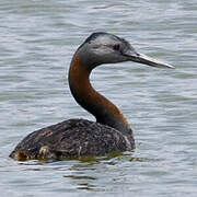 Great Grebe