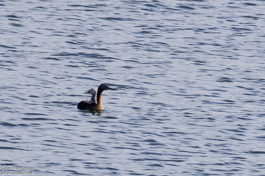 Great Grebe, Behaviour